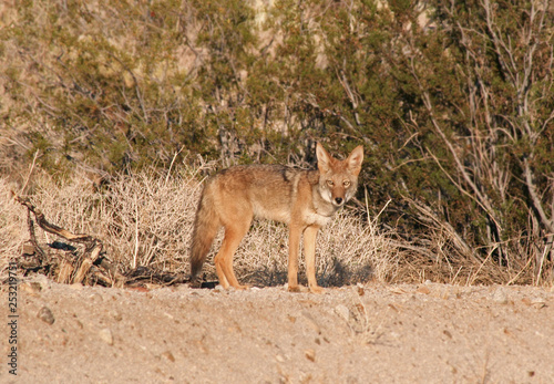 Desert Coyote  Canis latrans 