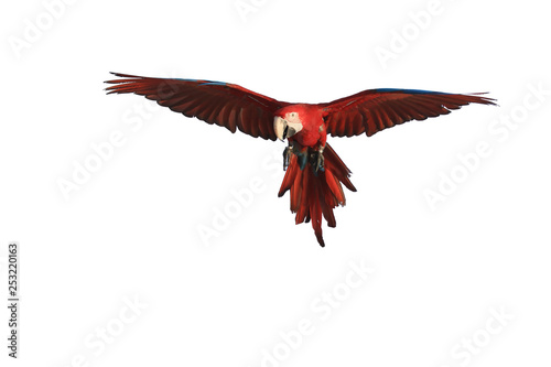 Red parrot flying white background.