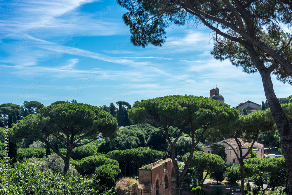 Italy, Rome, Roman Forum, a group of palm trees next to a tree