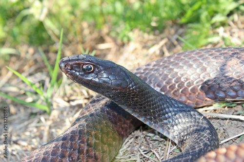 Eastern Coachwhip Snake (Masticophis flagellum) photo