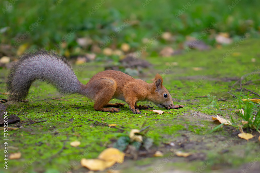 Squirrel in the forest eating nuts Squirrel in the forest eating nuts