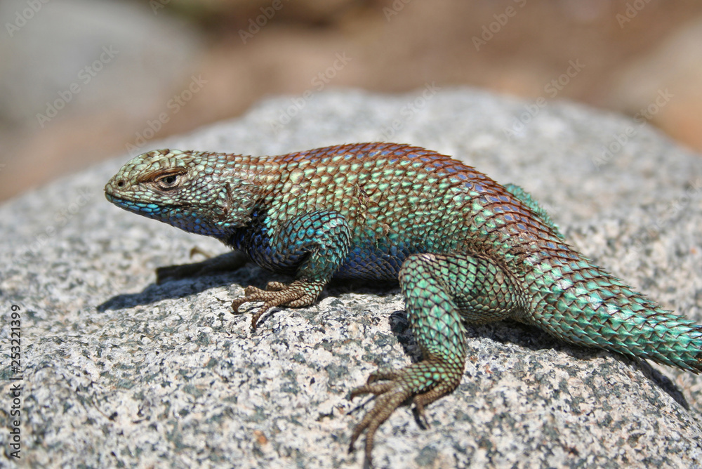 Male Granite Spiny Lizard (Sceloporus orcutti) Male Granite Spiny Lizard (Sceloporus orcutti)