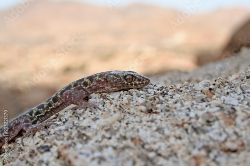 Photography Granite Night Lizard (Xantusia henshawi)