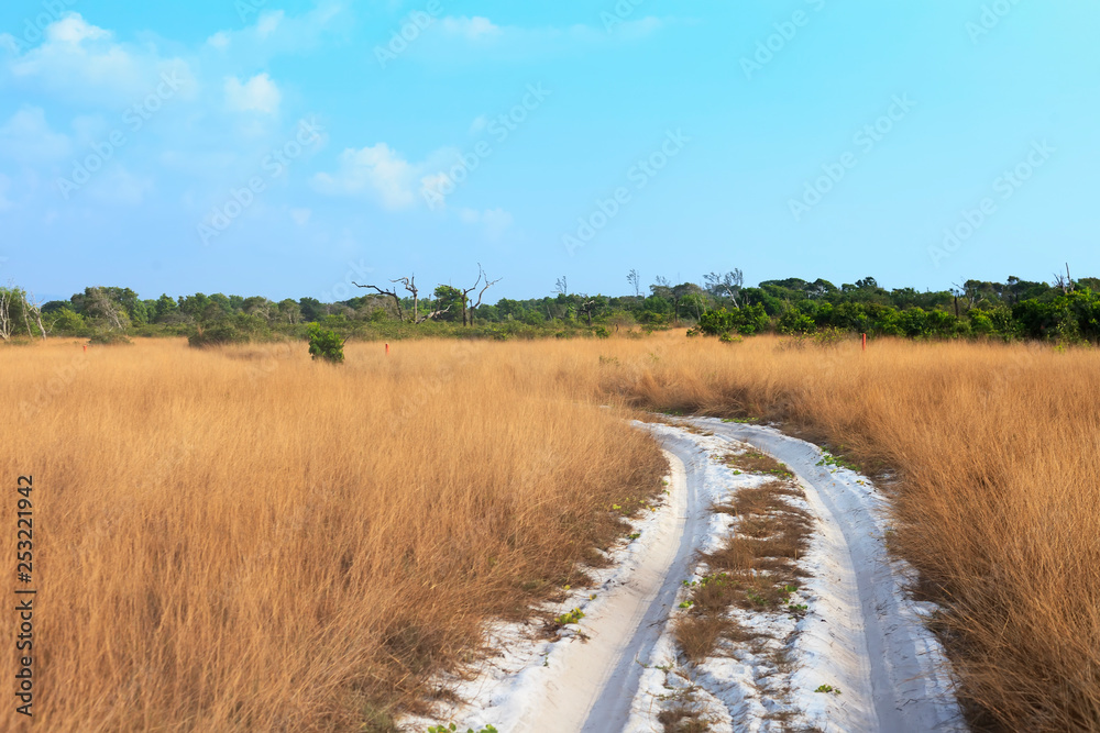 Fototapeta premium tree in the field
