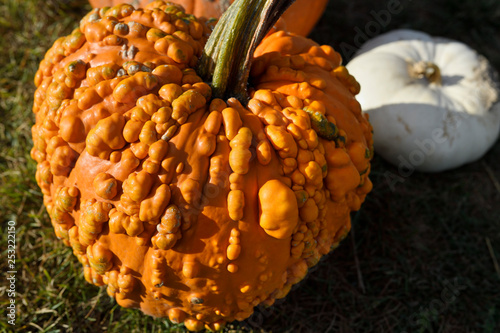 Pimply orange pumpkin covered in bumps and white squash in outdoor market Prince Edward County at Fall harvest