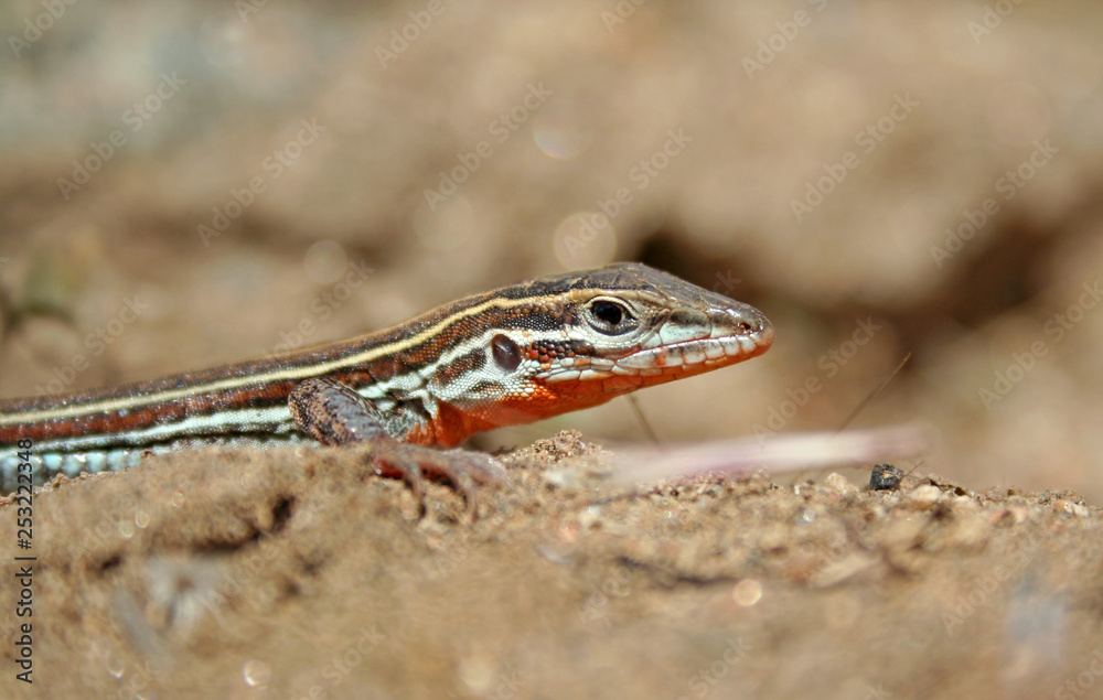 Fototapeta premium Orange-throated Whiptail Lizard (Aspidoscelis hyperythra)