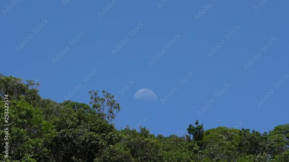 timelapse da Lua em meio a árvore