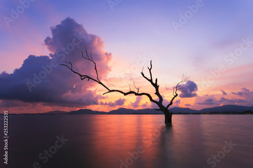 dead tree at sunset © browneyefoto