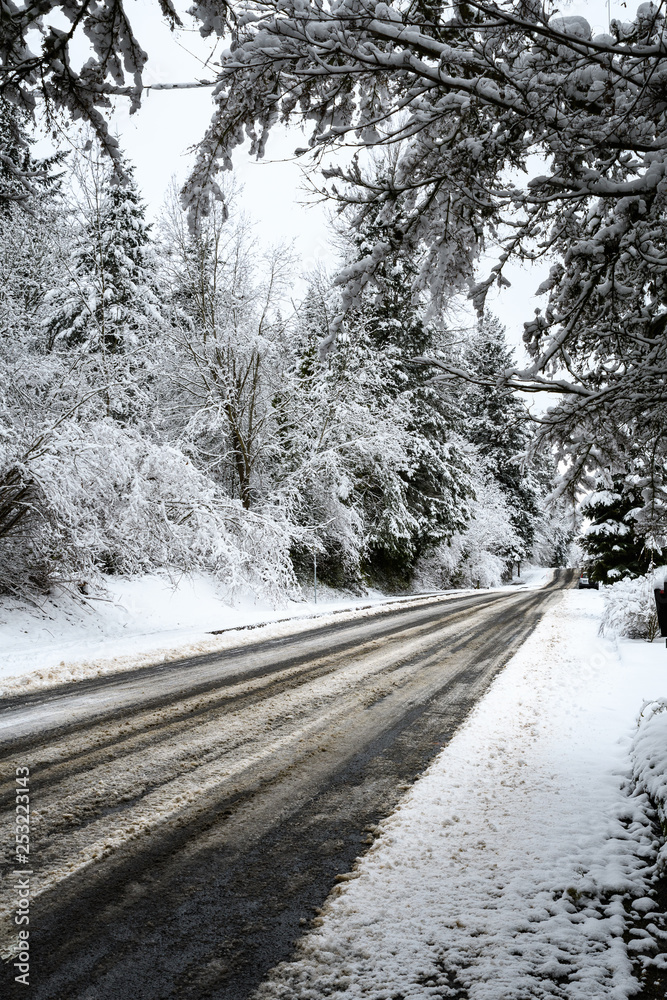 Snow covered street with slushy tire tracks going up a hill lined by snow covered trees Snow covered street with slushy tire tracks going up a hill lined by snow covered trees