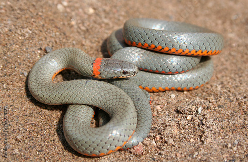 Photography San Diego Ring-necked Snake (Diadophis punctatus similis)