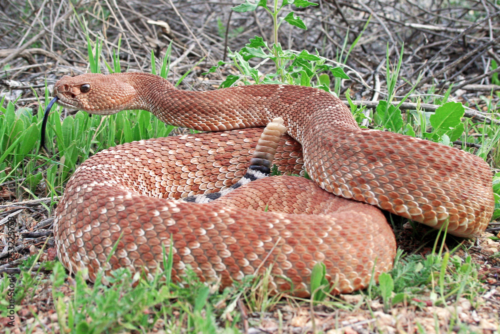 Obraz premium Red Diamond Rattlesnake (Crotalus ruber)