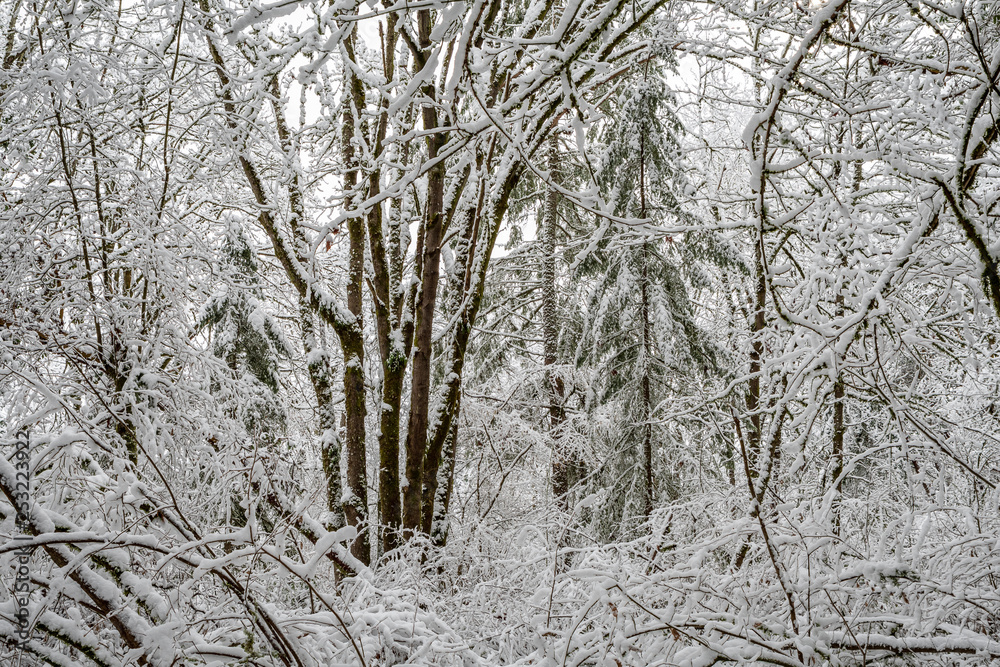 Snow covered winter landscape of trees and bushes as a monochromatic winter background Snow covered winter landscape of trees and bushes as a monochromatic winter background