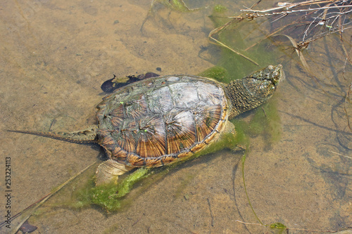 Common Snapping Turtle (Chelydra serpentina) photo