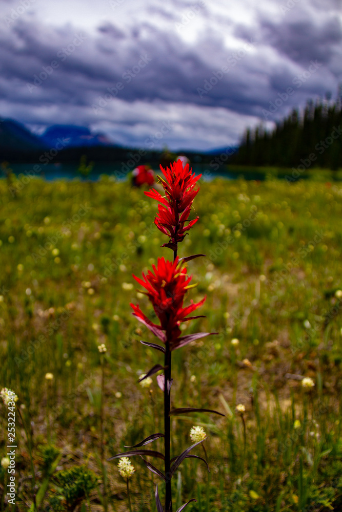 Indian Paint Brush