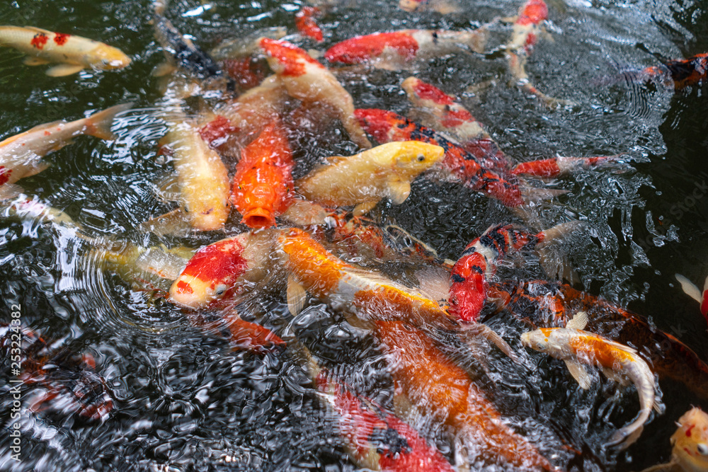 A lot of fish live in ponds. Carp are colorful. A lot of fish live in ponds. Carp are colorful.