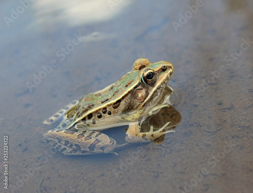 Southern Leopard Frog (Lithobates sphenocephalus) photo