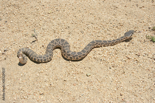 Photography Southern Pacific Rattlesnake (Crotalus oreganus helleri)