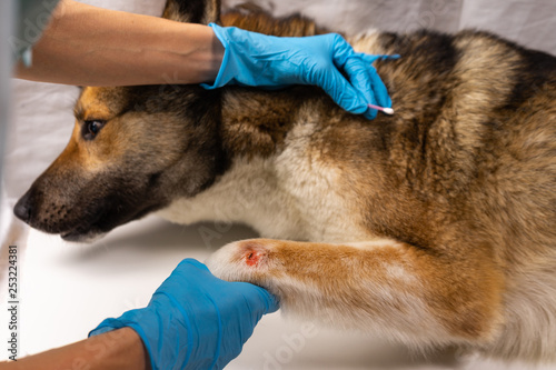 The vet treats the wound on the dog's paw. Treatment dogs have the vet.