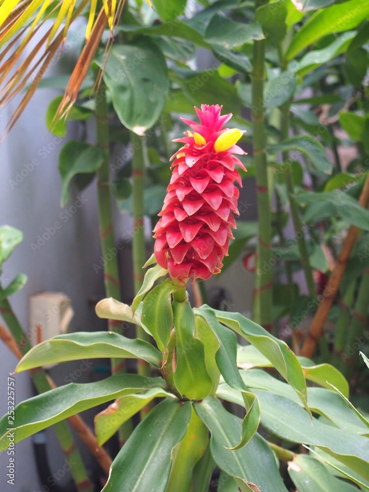 Red Tower Ginger Red Tower Ginger
