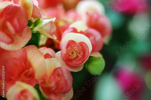 Rieger Begonia Flowers photo