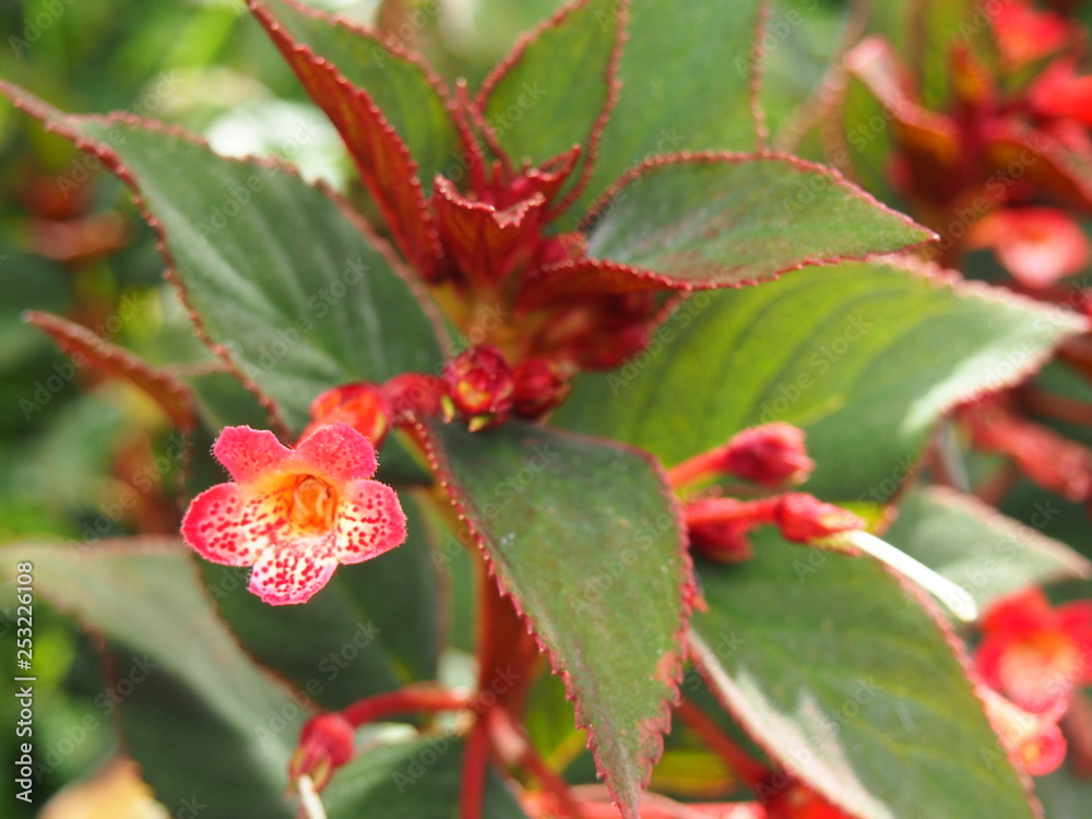 red tropical flowers and leaves (red edge) red tropical flowers and leaves (red edge)
