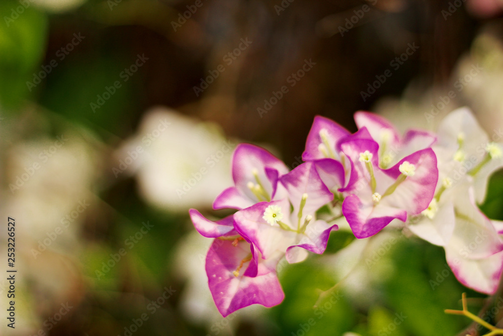 Pink Bougainvillea flowers Pink Bougainvillea flowers