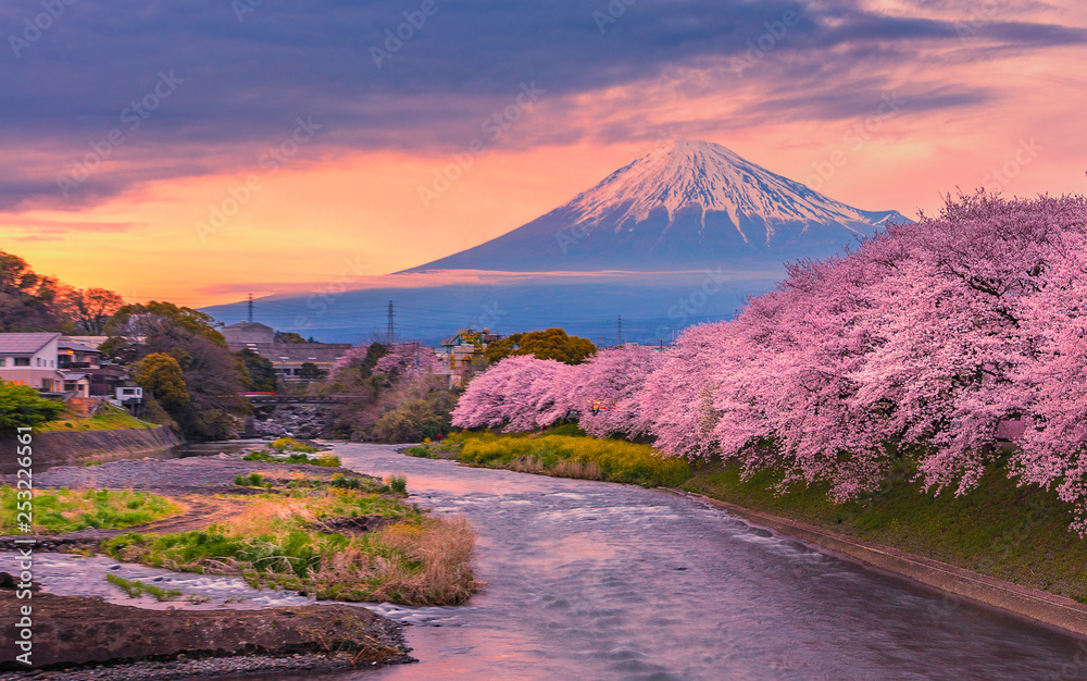 Mountain fuji in cherry blossom season during sunset.