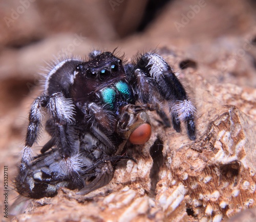 Spider sucking prey
