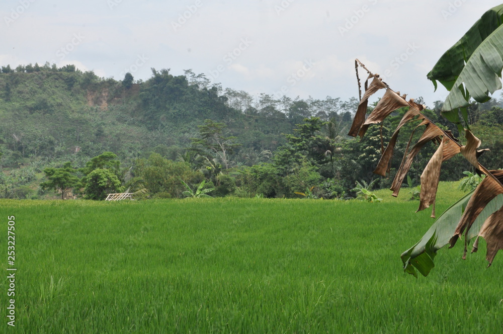 Obraz premium Nature 17