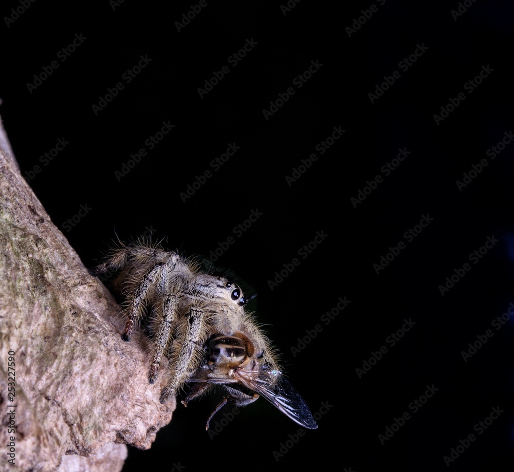 Fototapeta premium Spider Hyllus Diardi Male and Female