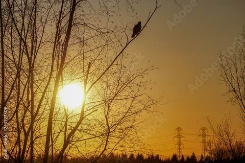 Red-Tailed Hawk Delta Sunset