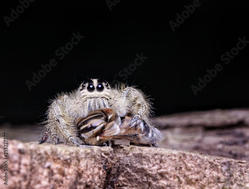 Spider Hyllus Diardi Male and Female