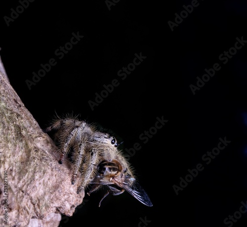 Spider Hyllus Diardi Male and Female