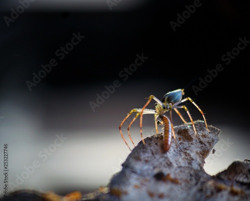 Spider on black Background © MahendraYanu