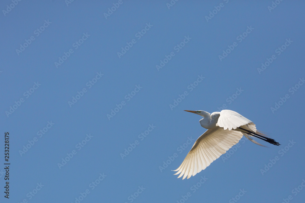 Great egret flying over a swamp in St. Augustine, Florida. Great egret flying over a swamp in St. Augustine, Florida.
