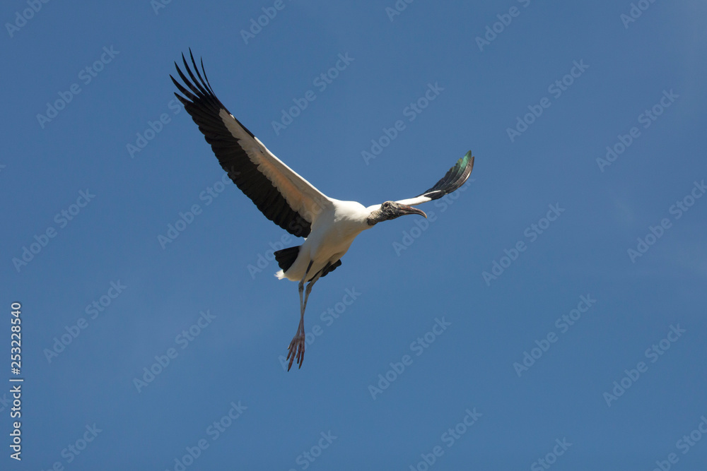 Wood stork preparing to land in St. Augustine, Florida. Wood stork preparing to land in St. Augustine, Florida.
