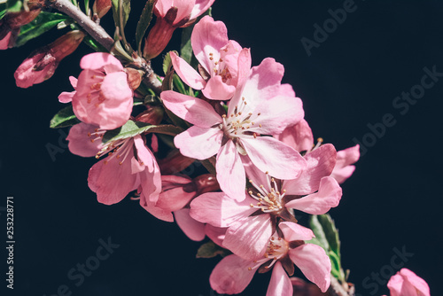 Flowering branch of cherry closeup. Spring background.