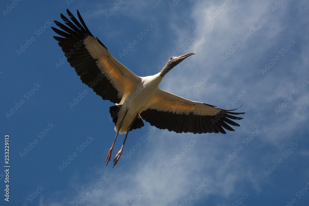 Obraz premium Wood stork flying over a swamp in St. Augustine, Florida.