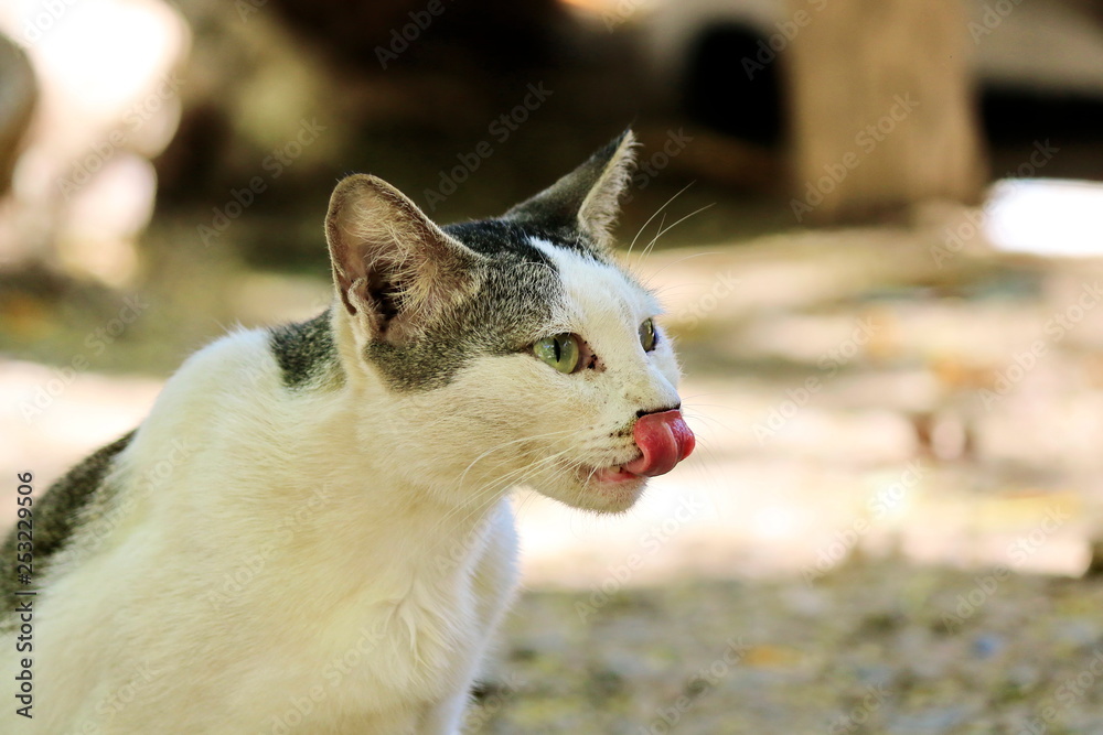 Taking close-ups of the nature of cats.