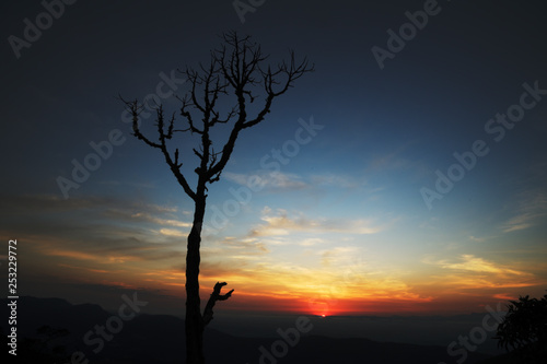 Tree silhouette at sunrise in Brazil