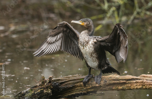 A pretty Cormorant (Phalacrocorax carbo) standing on a log in the middle of a lake flapping its wings after hunting under the water for fish.