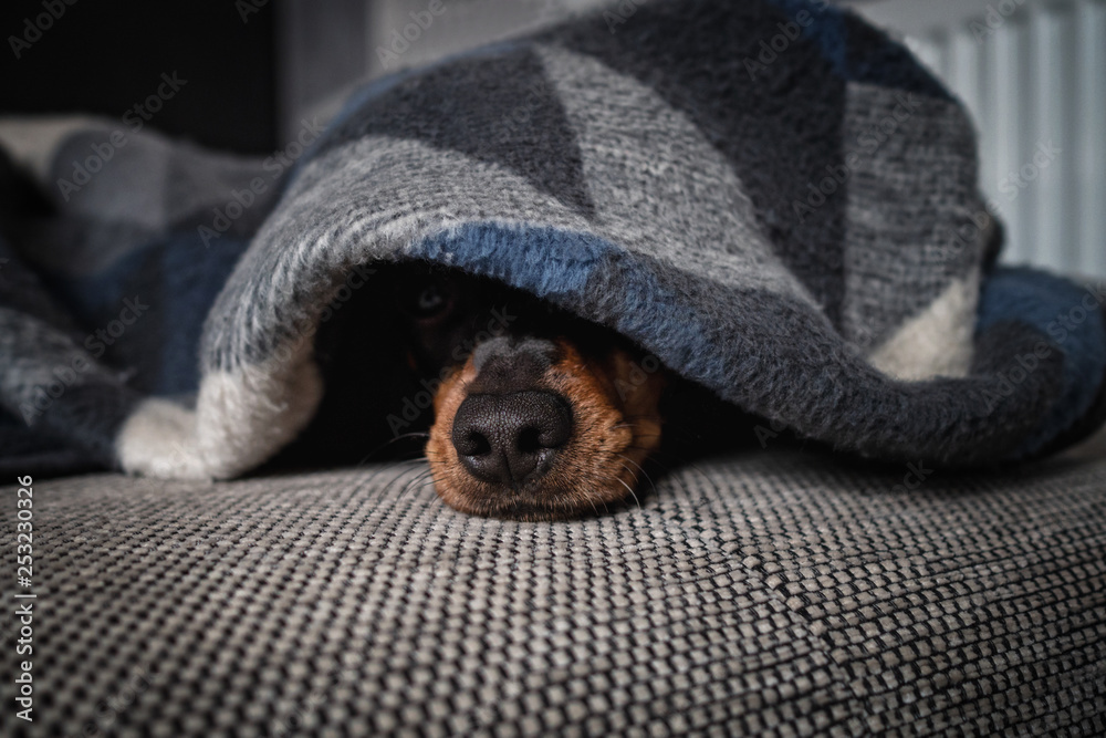 Fototapeta premium hund liegt und einer decke und nur die schnauze schaut raus