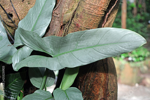 Close up of a big mature leaf of an exotic Philodendron Hastatum or Silver Sword Plant leaf photo