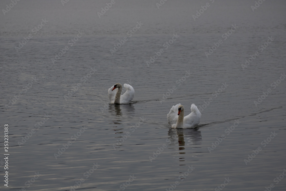 Schwan Schwäne Schwan Schwäne