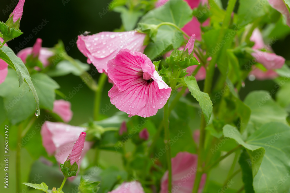 Blooming malva flowers Blooming malva flowers