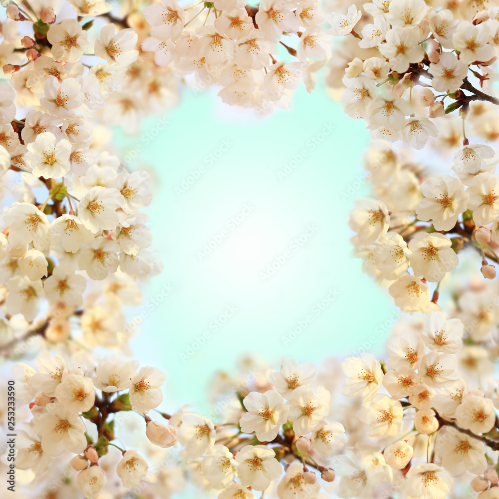 Obraz premium Beautiful spring background with lovely cherry blossom. Top view frame. Springtime concept.