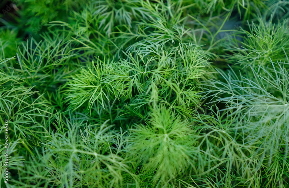 green dill green dill