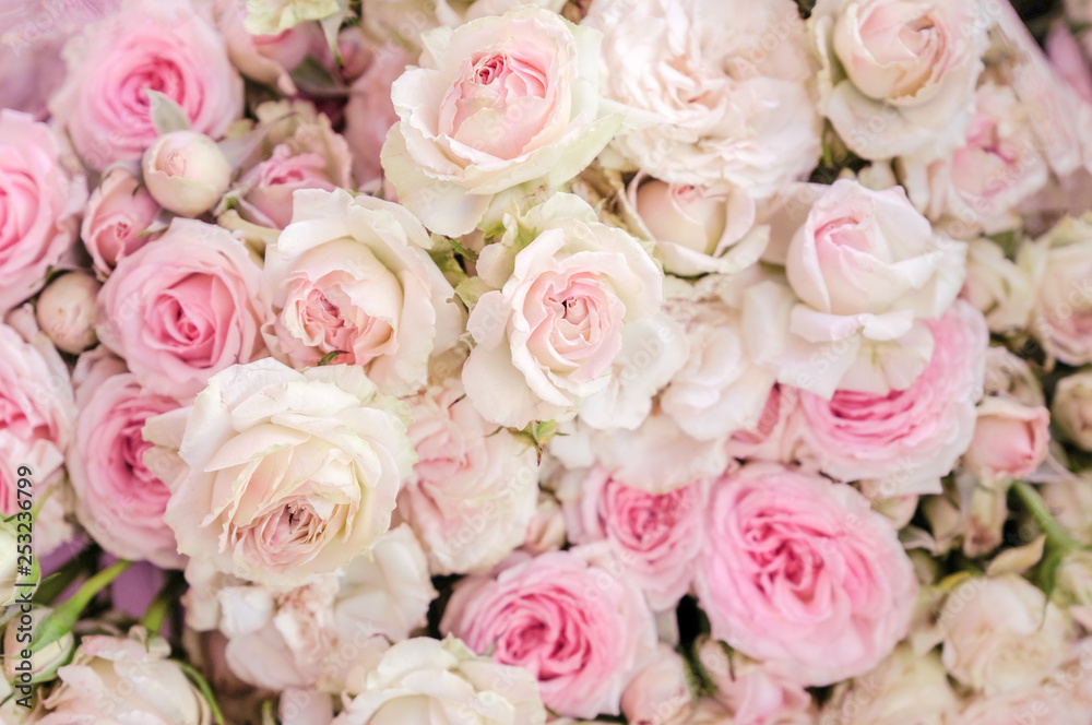 soft color roses close up