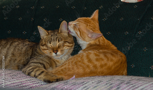 Amor felino