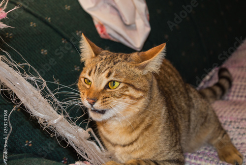 Gato enojado